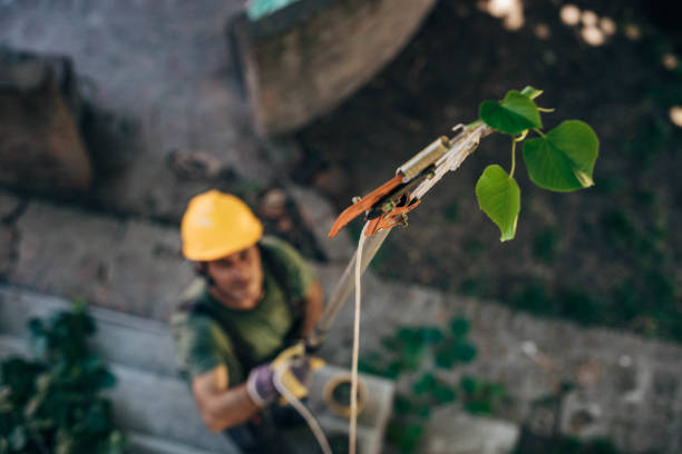 Best Emergency Tree Removal  in Upper Grand Lagoon, FL