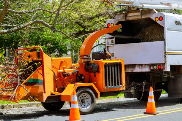 Tree and Shrub Care in Upper Grand Lagoon, FL